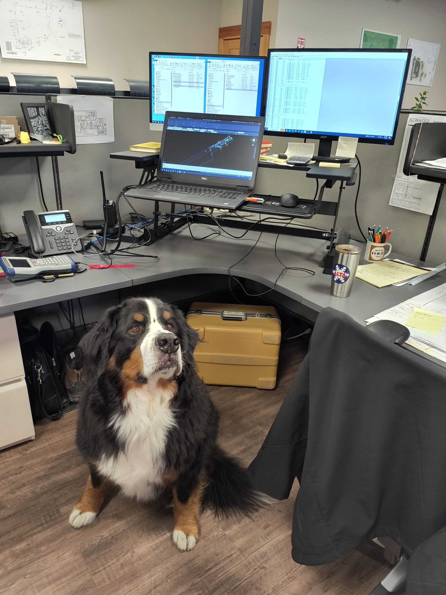 A large Bernese Mountain Dog sits in an office cubicle at a Maine engineering firm, surrounded by a standing desk, multiple monitors, paperwork, and office supplies.