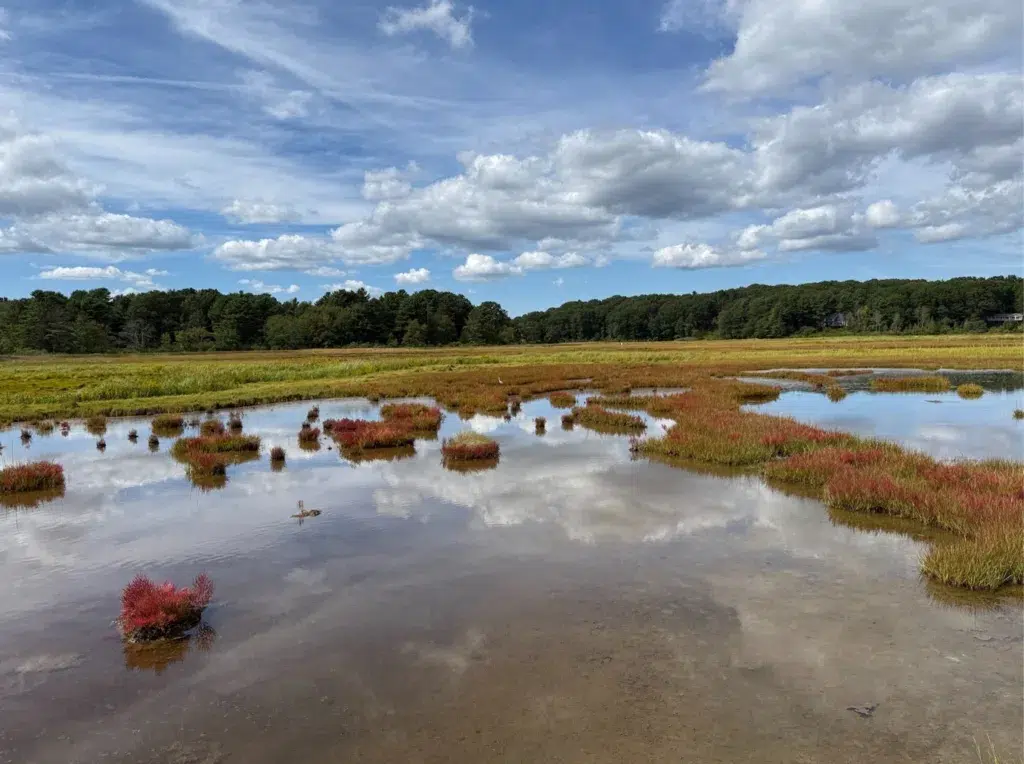 A peaceful marshland with still water reflecting clouds, vibrant vegetation, and a lone duck swimming—an ideal scene for environmental permitting beneath a blue sky.