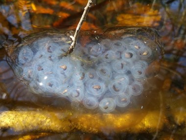 Spotted Salamander Egg Mass
