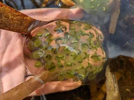 vernal-pools-2 - Sebago Technics A hand holds a cluster of translucent frog eggs underwater, greenish embryos visible inside, resembling innovative designs from a Maine engineering firm. Plant stems float nearby.