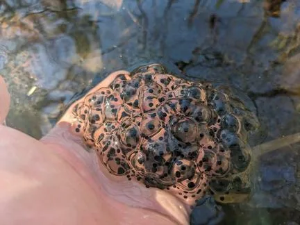 vernal-pools-3 - Sebago Technics A hand holds a cluster of frog eggs in clear water—black dots visible inside the jelly-like eggs, reminiscent of the meticulous detail found in a Maine engineering firm’s designs.